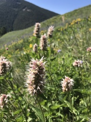 Agastache urticifolia