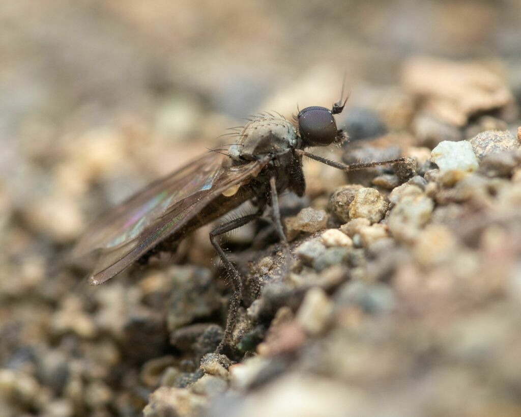 Schistostoma cirripes