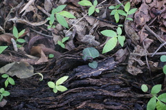 Triphora trianthophoros mexicana