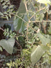 Dovyalis rhamnoides