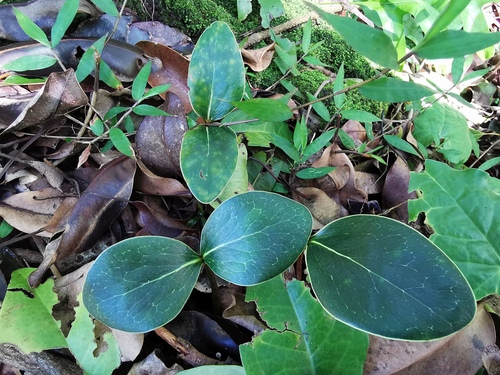 Mimusops balata observed 2024-01-31