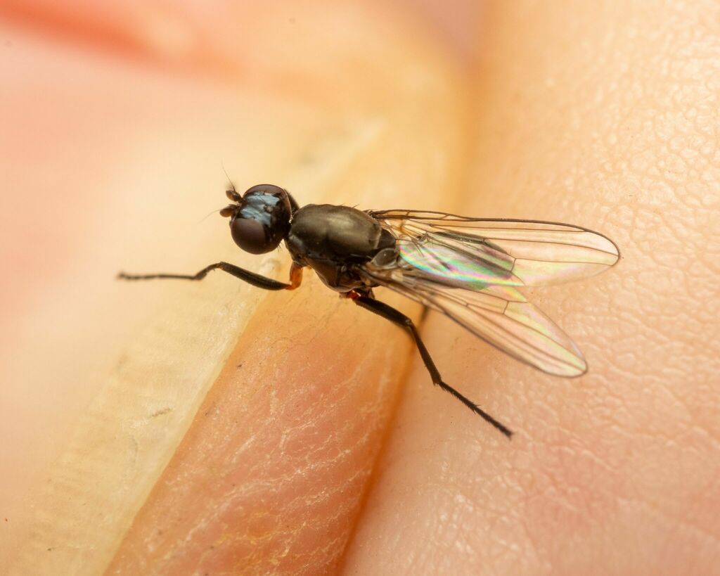Black scavenger fly