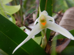 Maxillaria splendens