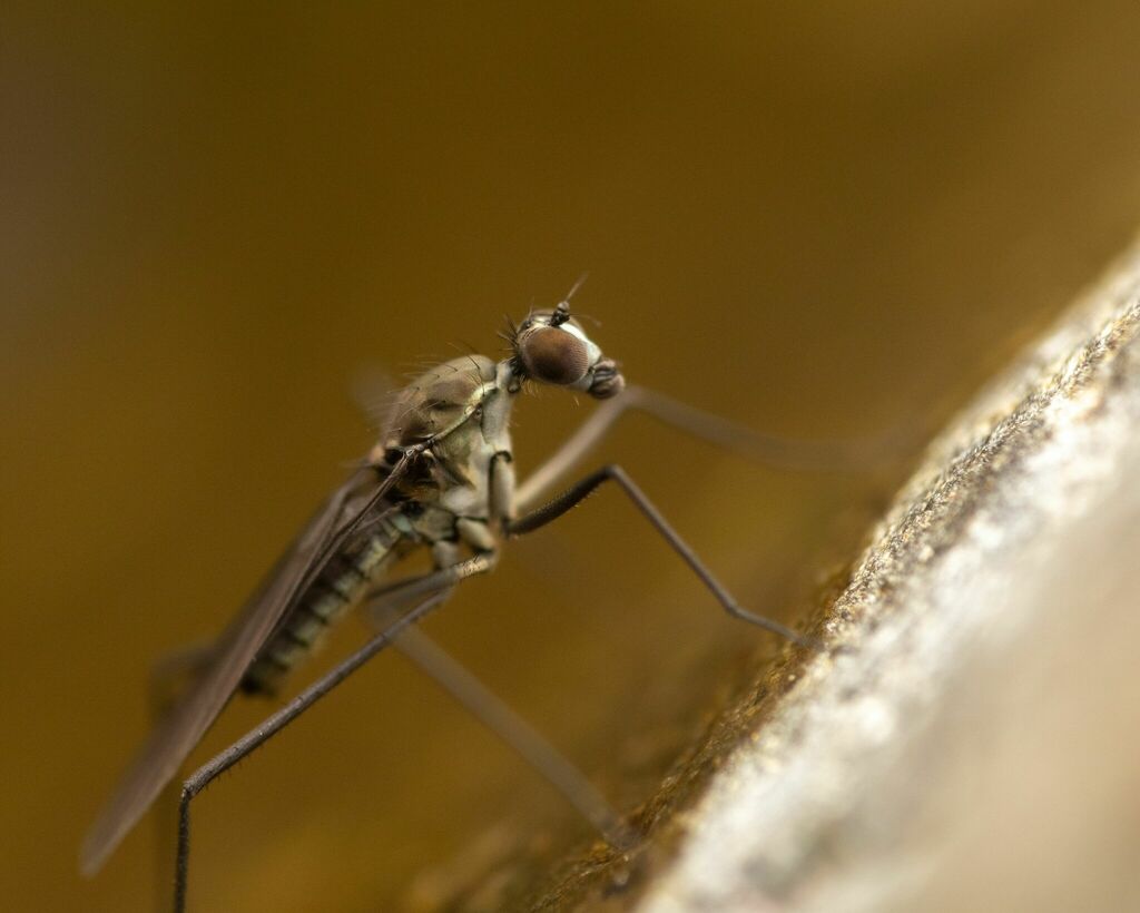 Trichoclinocera dolicheretma