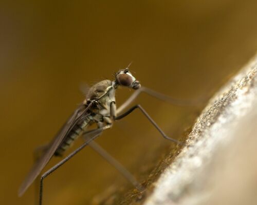 Trichoclinocera dolicheretma