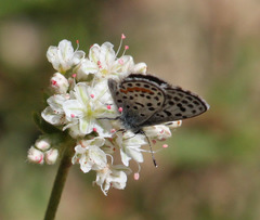 Euphilotes bernardino