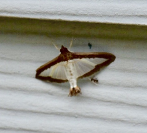 Melonworm Moth