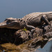Alligators and Caimans - Photo (c) Allen Boynton, some rights reserved (CC BY-NC-ND), uploaded by Allen Boynton