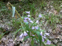 Campanula sibirica taurica