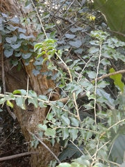 Dovyalis rhamnoides