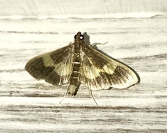 Diaphania lualis