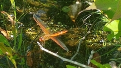Libellula auripennis