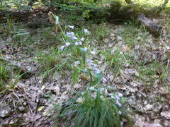 Campanula sibirica taurica