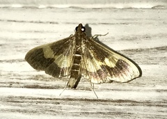 Diaphania lualis