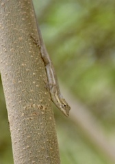 Anolis litoralis