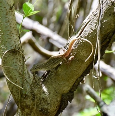 Anolis jubar