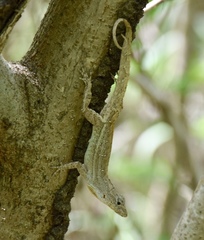 Anolis jubar