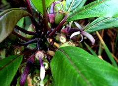 Clermontia parviflora