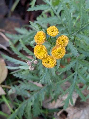 Tanacetum vulgare