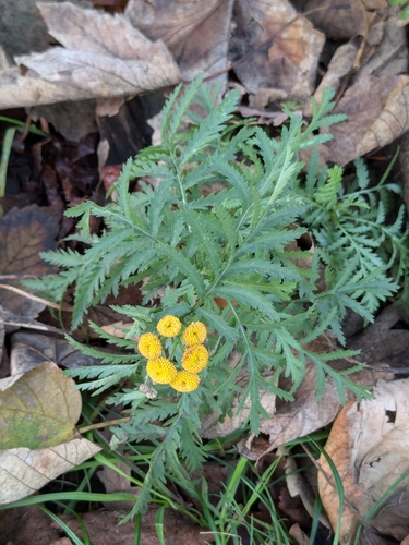 Tanacetum vulgare
