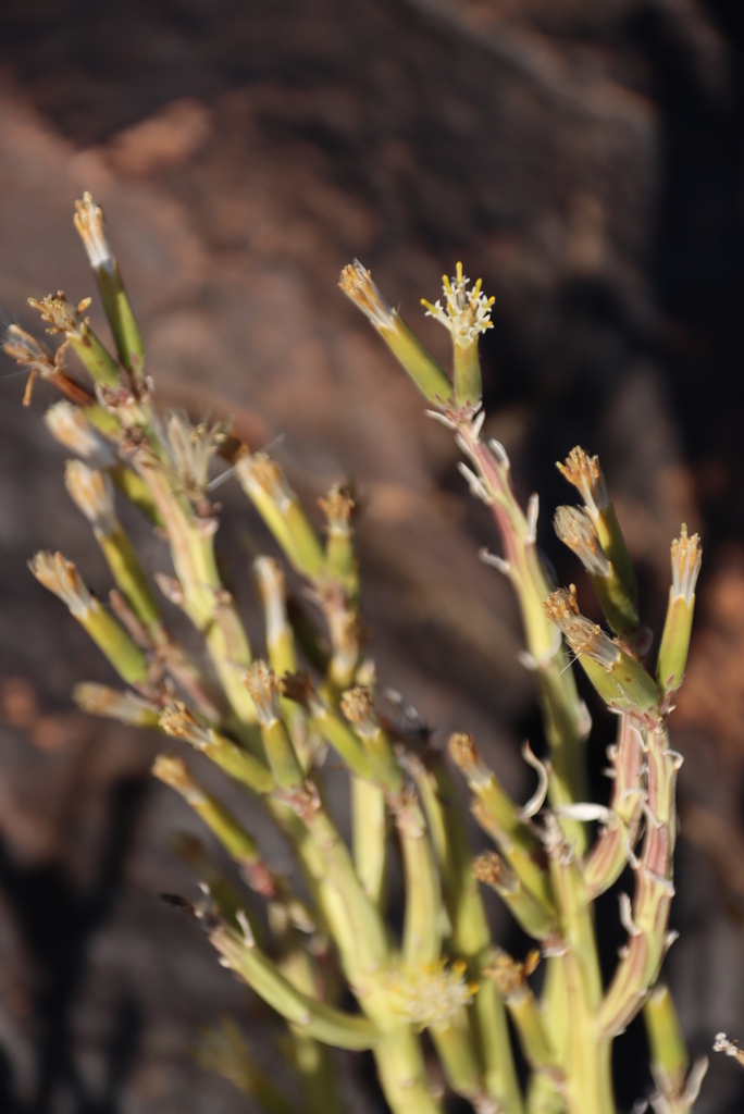 Senecio longiflorus (DC.) Sch.Bip. 2