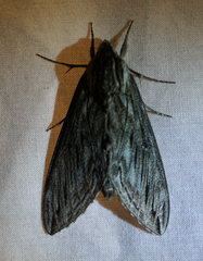 Sphinx canadensis