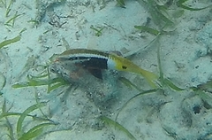 Parupeneus barberinoides