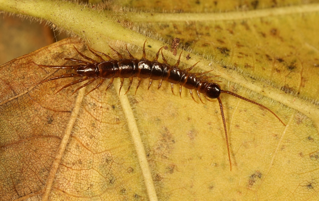 Three-Horned Lithobius