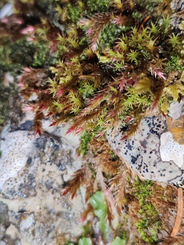 Image of Orthothecium rufescens by (c) Ljaž, some rights reserved (CC BY)