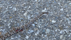 Trimorphodon lyrophanes