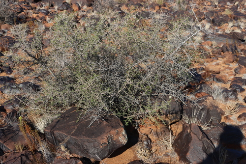 Image of Searsia burchellii by (c) Tony Rebelo, some rights reserved (CC BY-SA)
