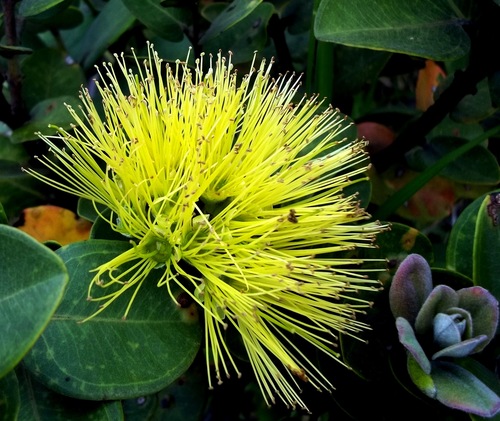 ʻŌhiʻa Lehua