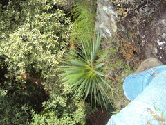 Agave dasylirioides