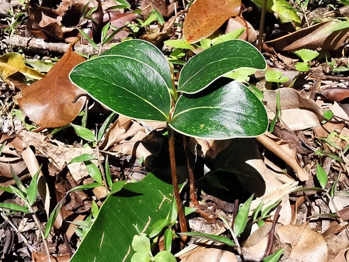 Mimusops balata observed 2024-01-31