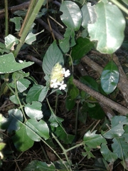 Phaulopsis imbricata