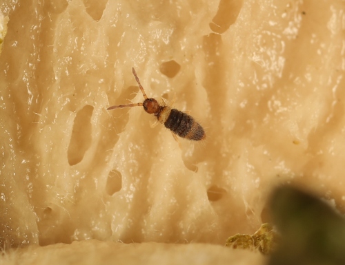 Entomobrya albocincta, Arques, France, photo 10 of 10