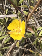 Calochortus weedii weedii