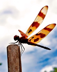 Celithemis eponina