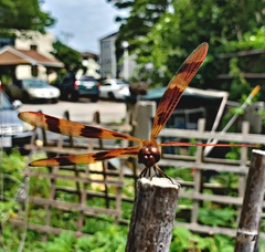 Celithemis eponina