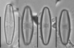 Sellaphora