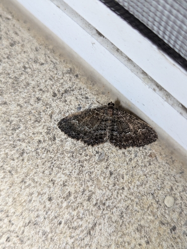 Somber Carpet Moth photo 4