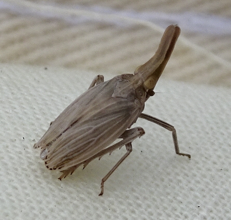 Scolops luridus