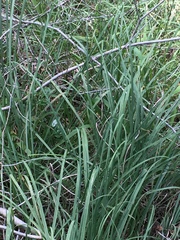 Tripsacum dactyloides