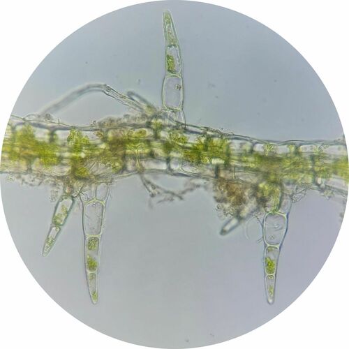 Telaranea europaea