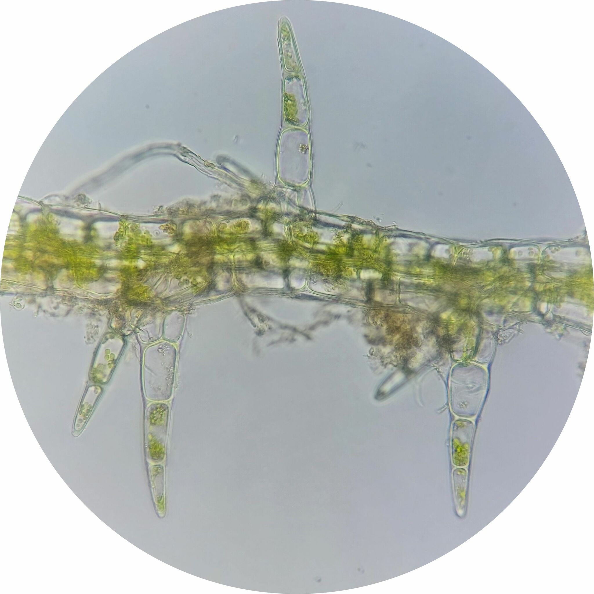 Telaranea europaea