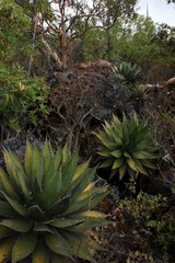 Agave horrida