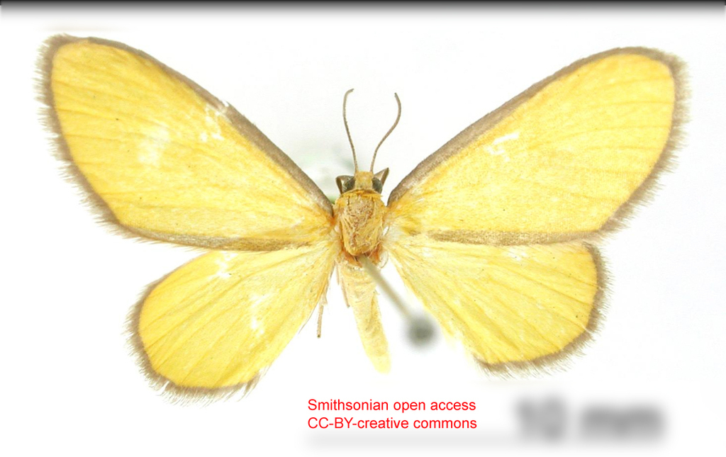 Cortixa aurudaria