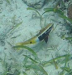Parupeneus barberinoides
