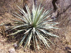 Agave angustifolia