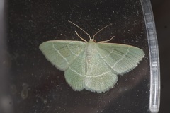 Chlorissa viridata
